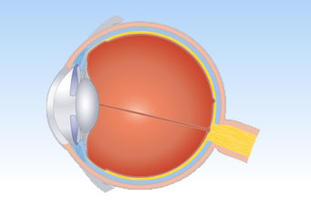 Optische Cohäsenztomographie (OCT)